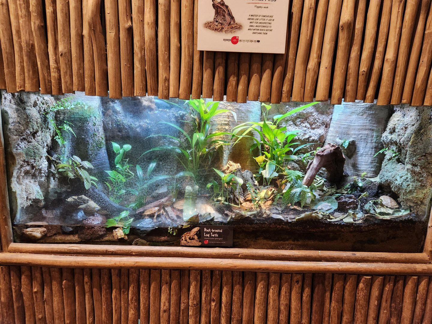 Black-breasted Leaf Turtle exhibit