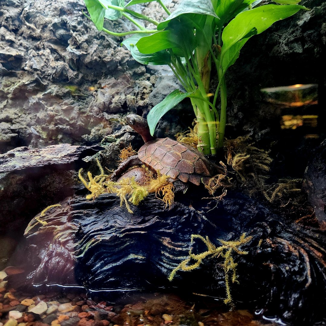 Black-Breasted Leaf Turtle (Geoemyda spengleri spengleri)