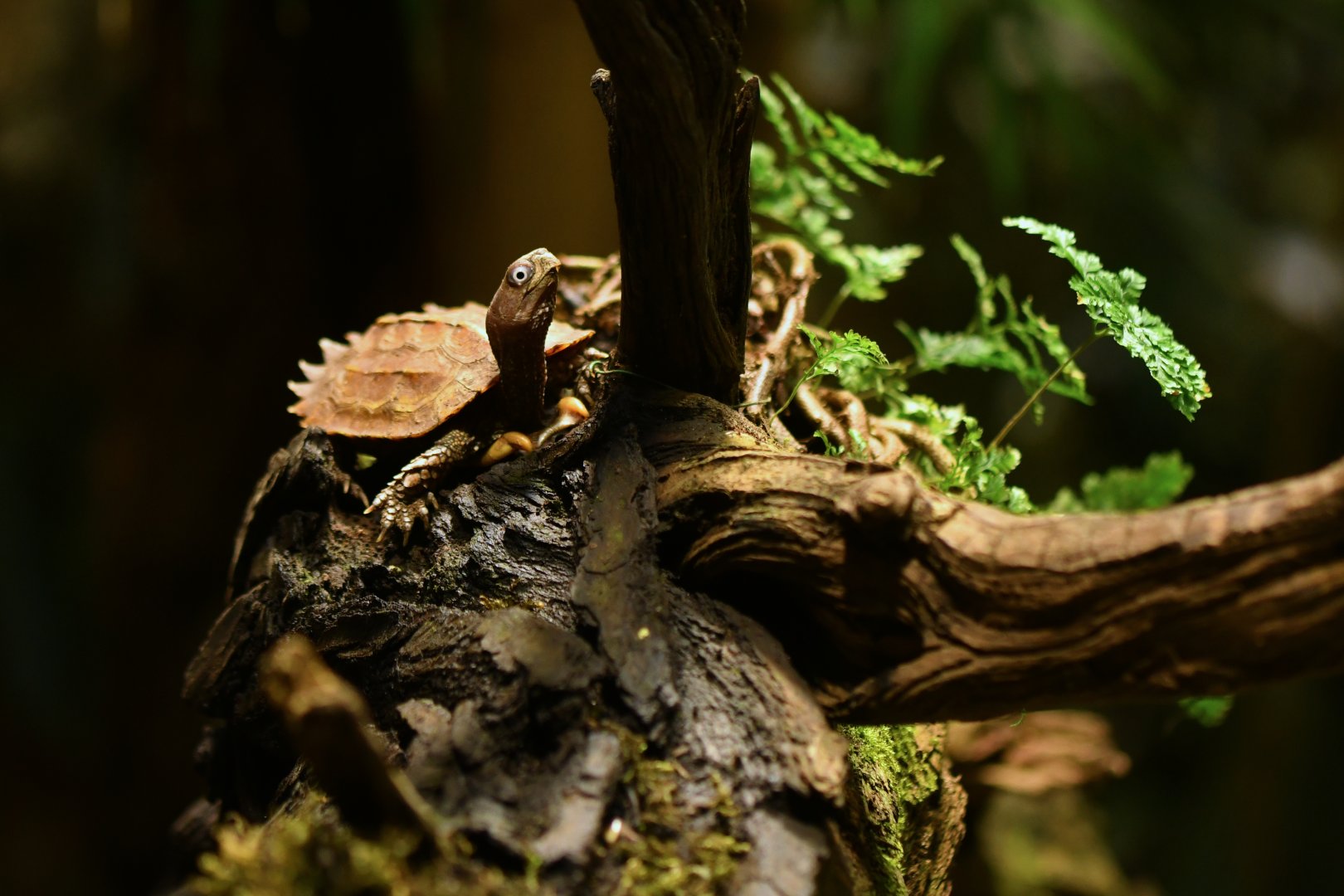 Black-breasted leaf turtle (Geoemyda spengleri)