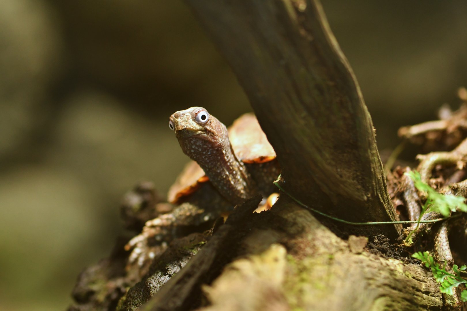 Black-breasted leaf turtle (Geoemyda spengleri)