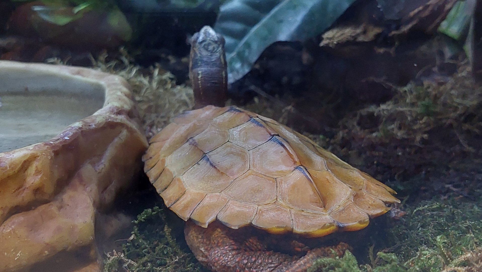 Black-breasted leaf turtle (Geoemyda spengleri)