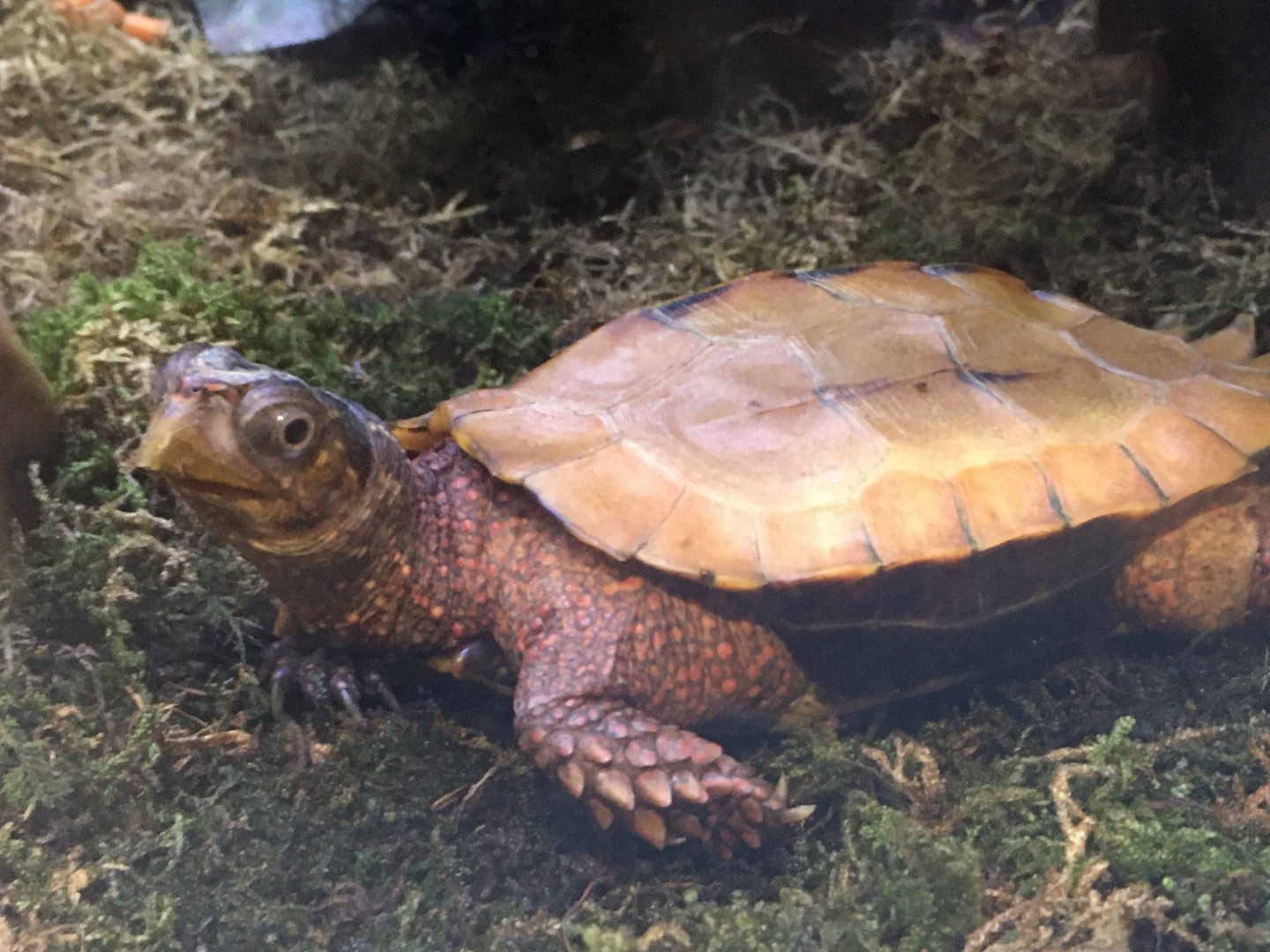 Black-Breasted Leaf Turtle (Geoemyda spengleri)