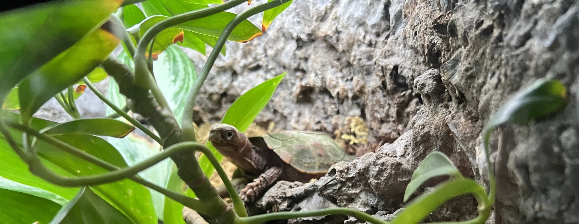 Black-breasted Leaf Turtle (Geoemyda spengleri)