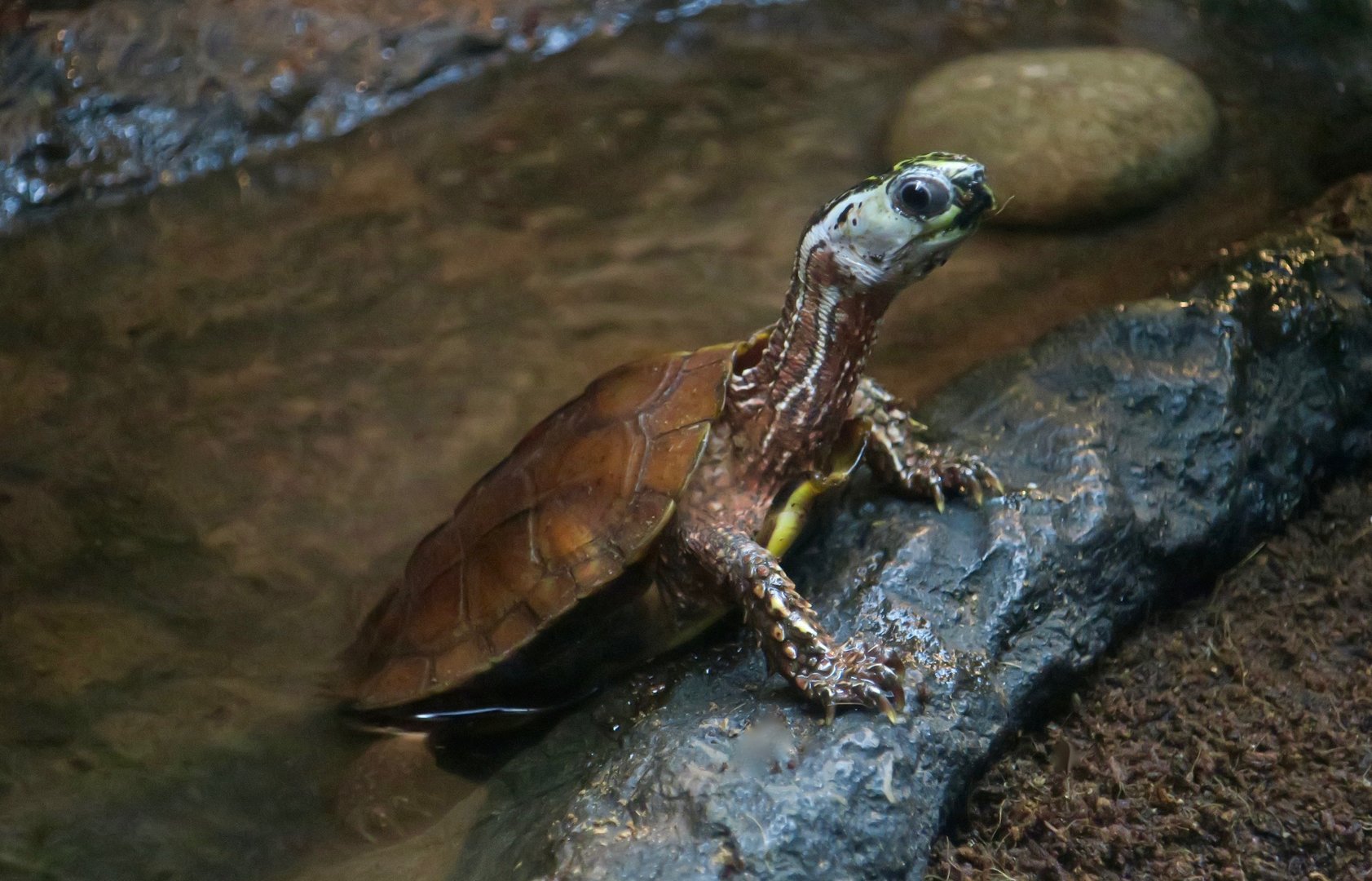 Black-Breasted Leaf Turtle (Geoemyda spengleri)