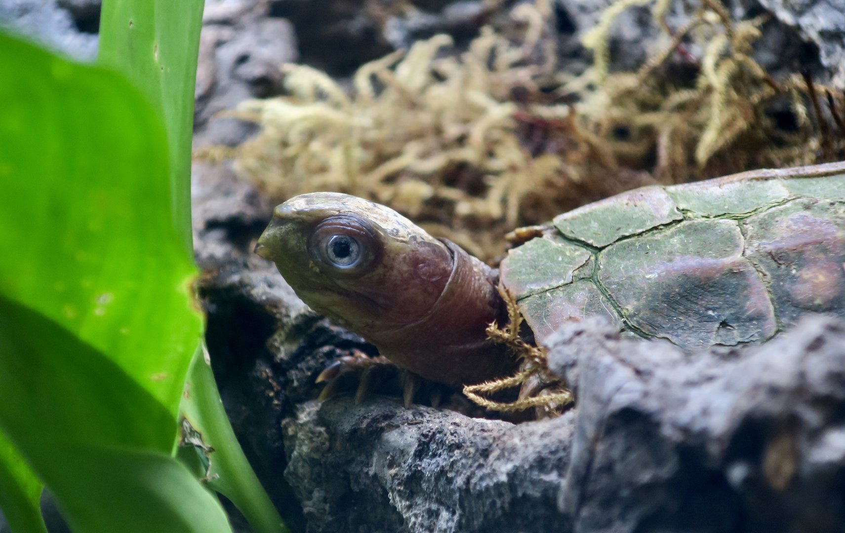 Black-Breasted Leaf Turtle (Geoemyda spengleri)