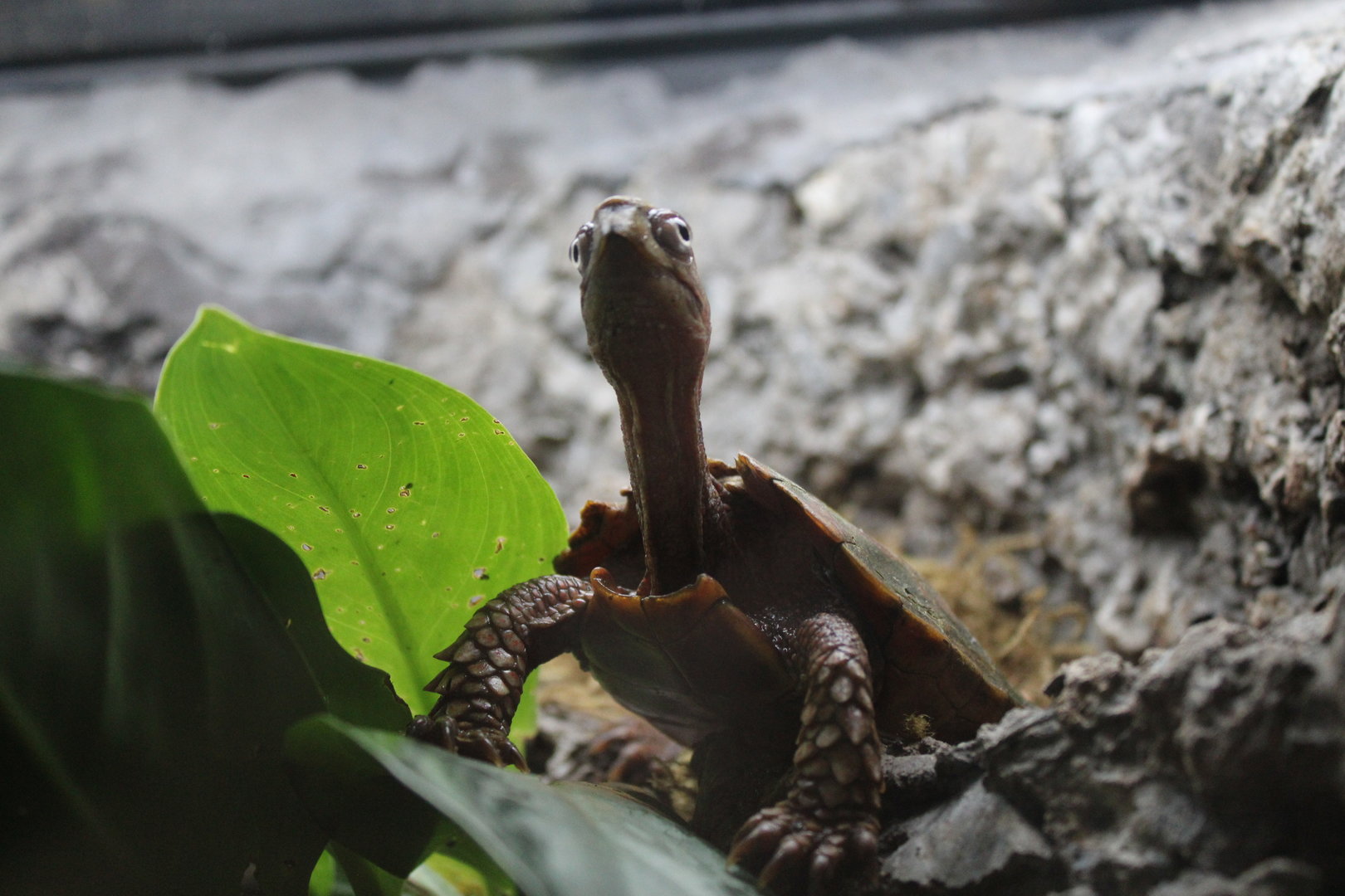 Black-breasted Leaf Turtle (Geoemyda spengleri)