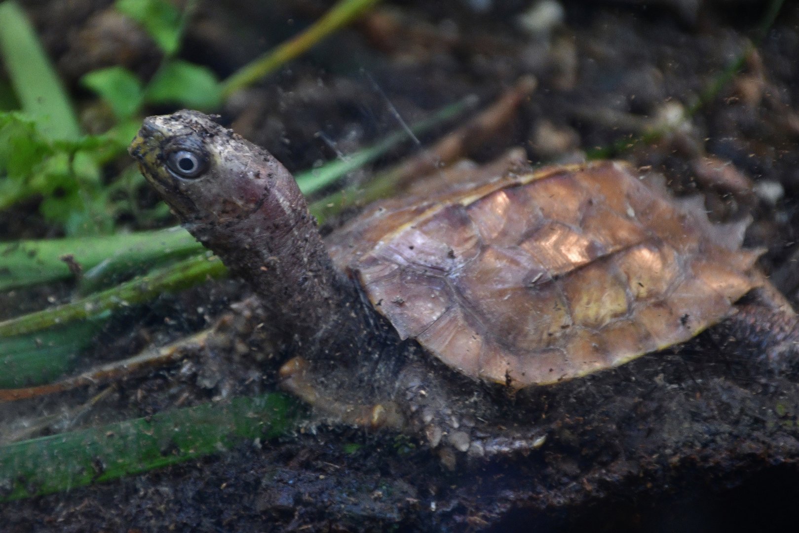 Black-breasted Leaf Turtle (Geoemyda spengleri)