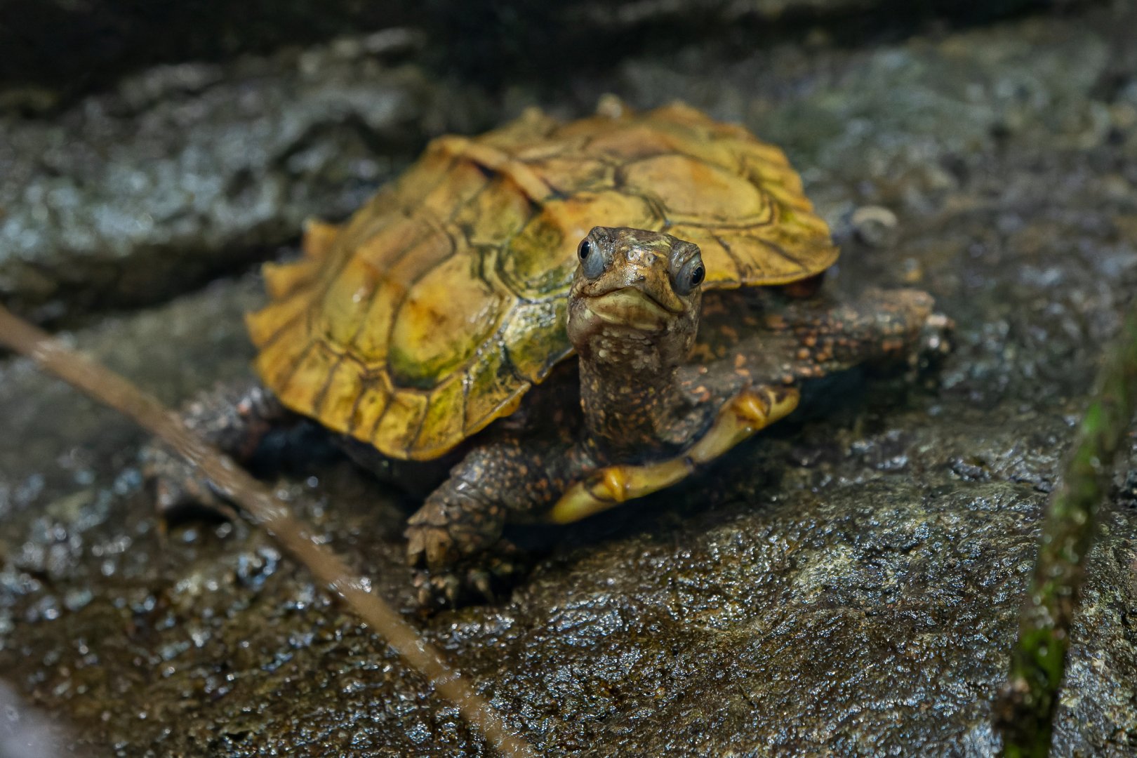 Black-breasted leaf turtle (Geoemyda spengleri)