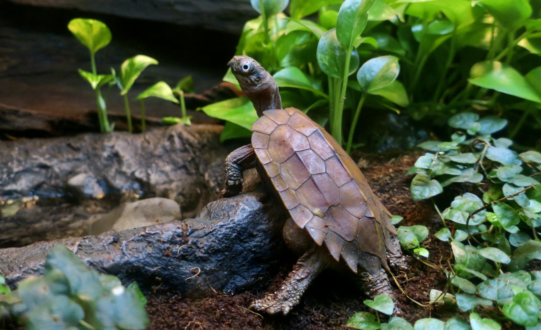 Black-Breasted Leaf Turtle (Geoemyda spengleri)