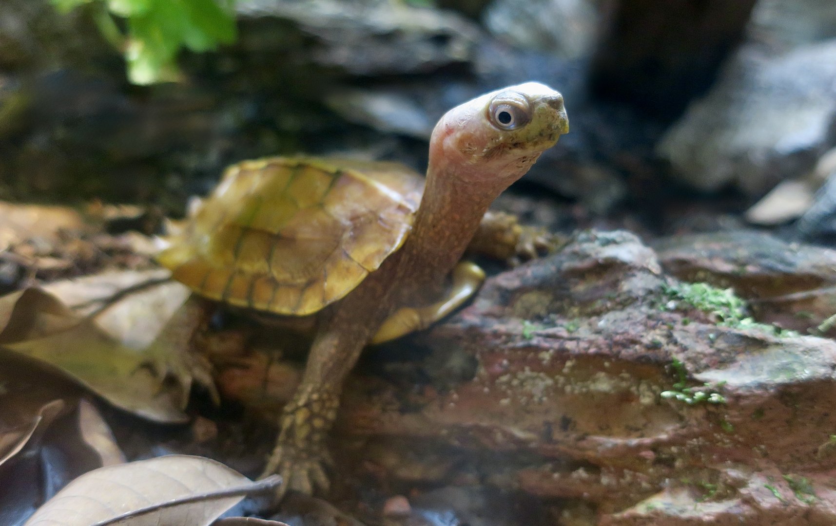 Black-Breasted Leaf Turtle (Geoemyda spengleri)