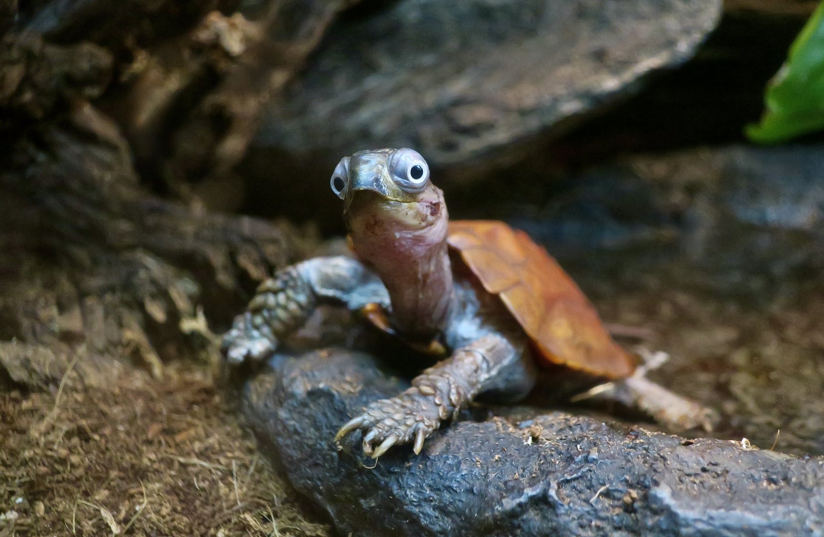 Black-Breasted Leaf Turtle (Geoemyda spengleri)
