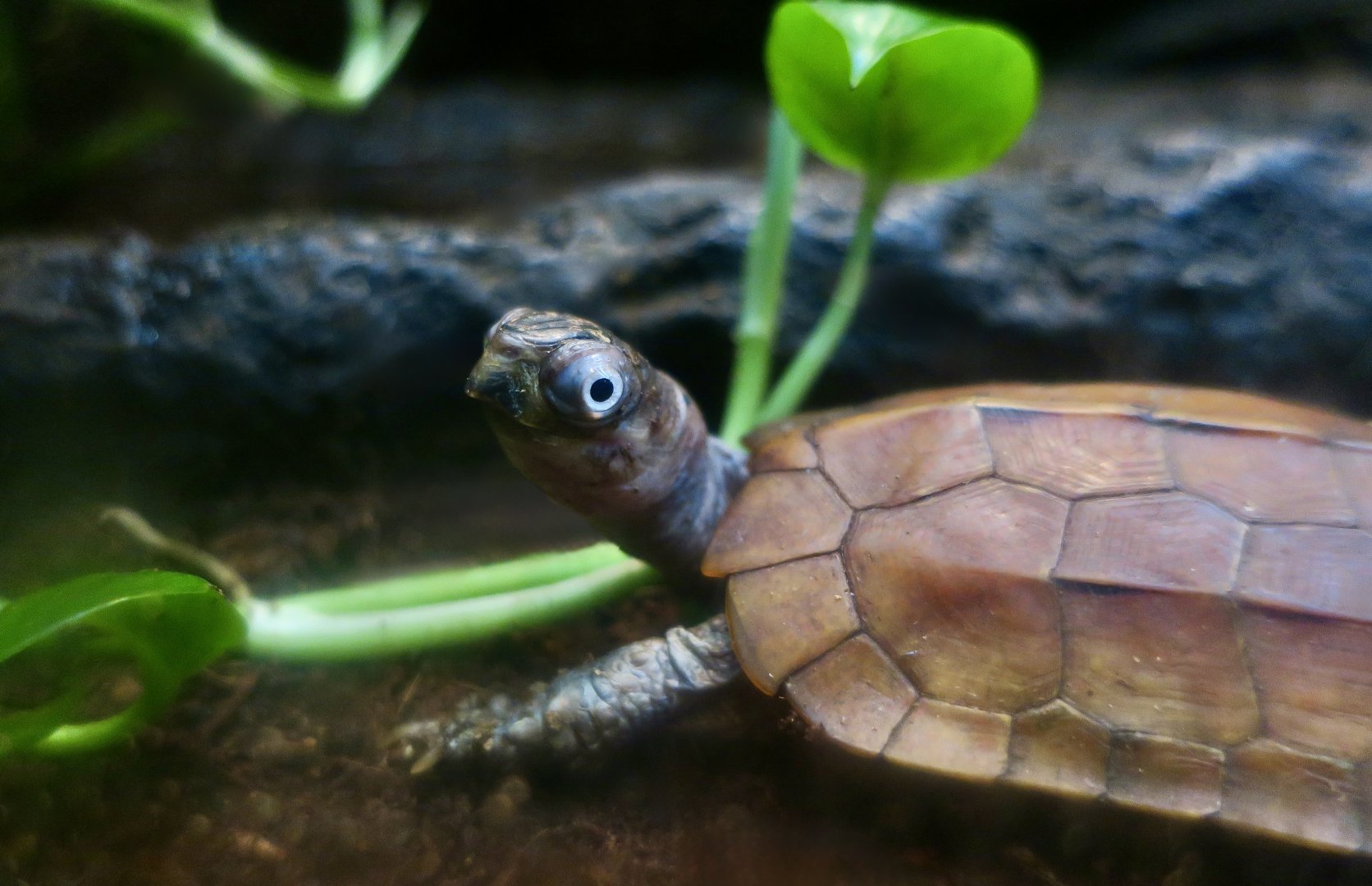 Black-Breasted Leaf Turtle (Geoemyda spengleri)