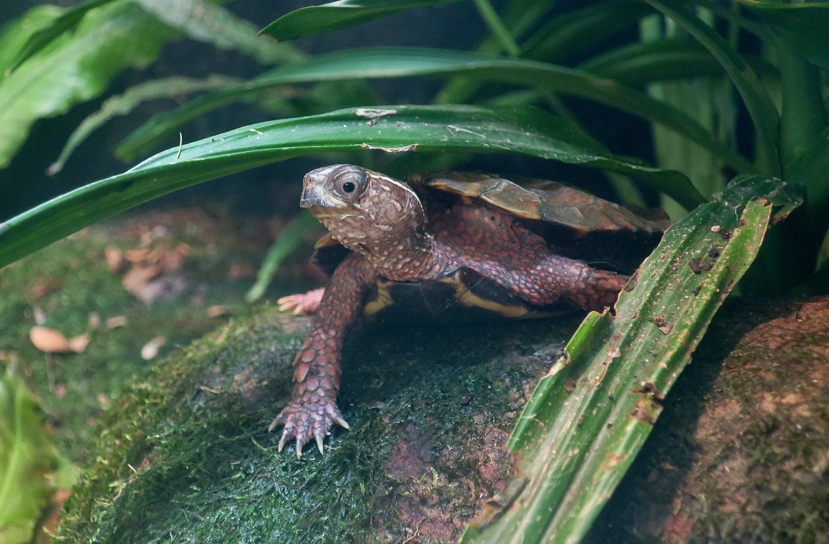 Black-Breasted Leaf Turtle (Geoemyda spengleri)