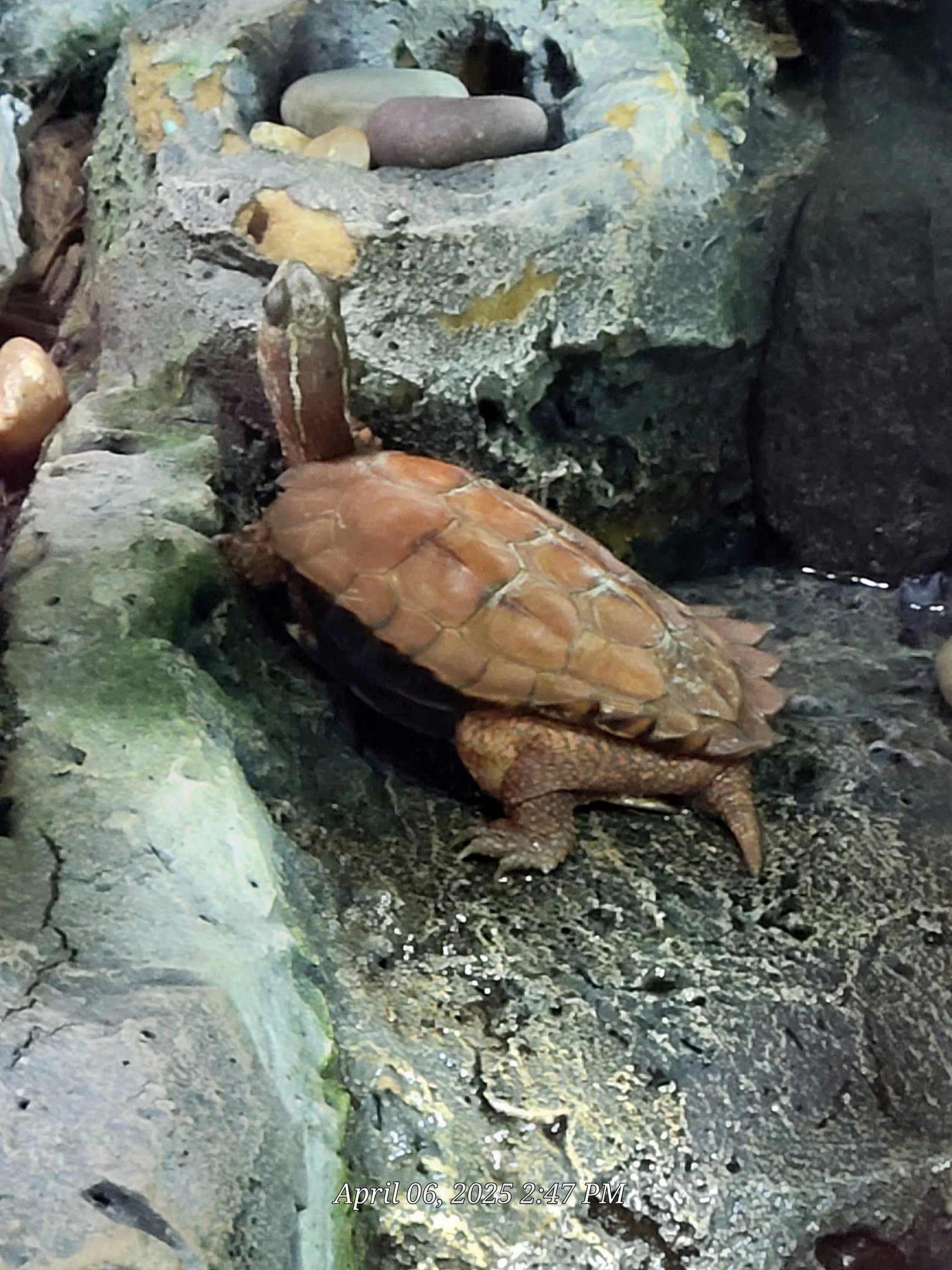 Black-Breasted Leaf Turtle-Greenville Zoo-April 2025