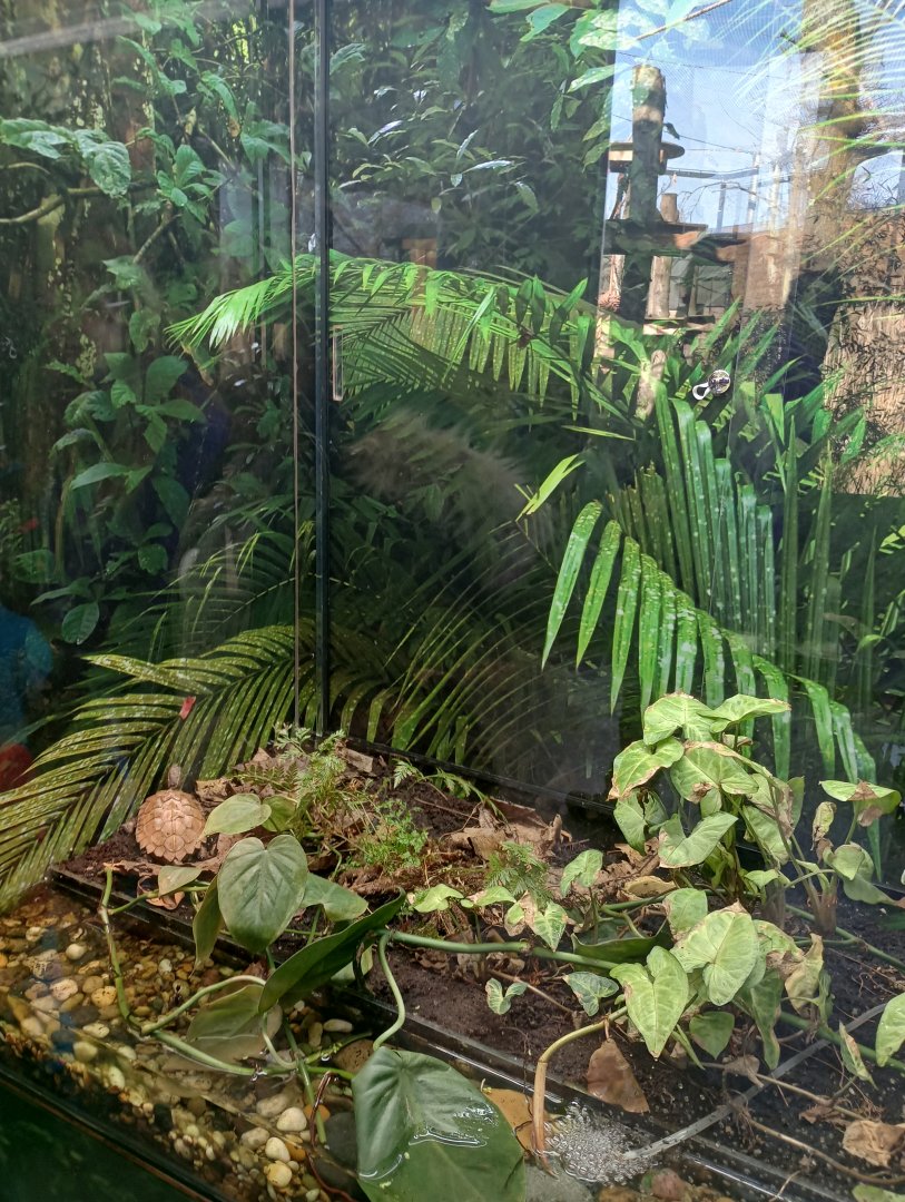 Black-breasted leaf turtle terrarium