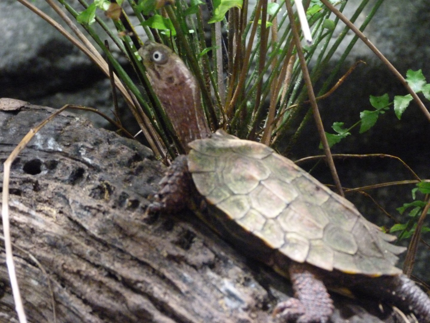 Black-breasted leaf turtle -Tierpark Berlin (2024)