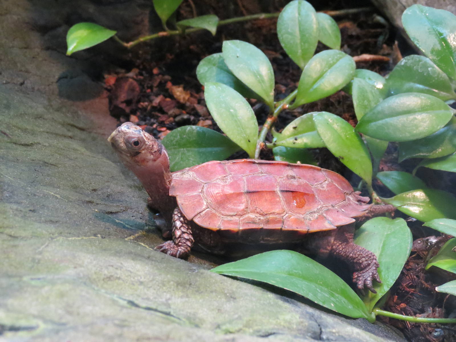 Black-breasted Leaf Turtle