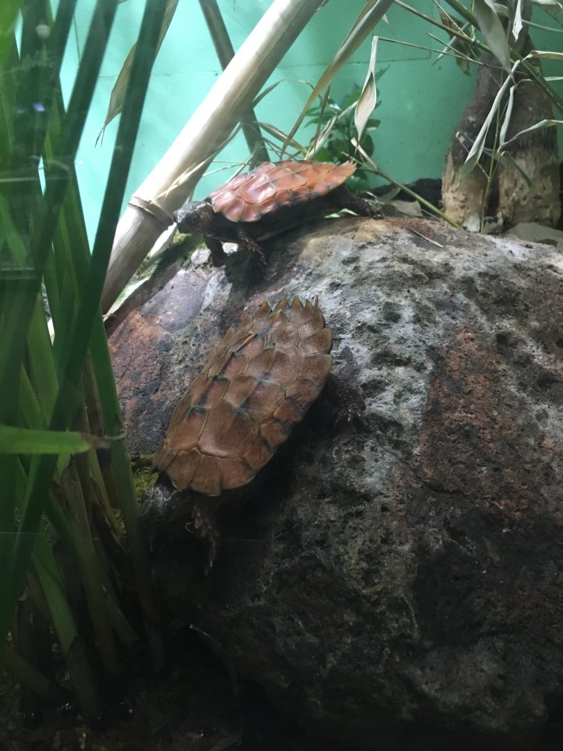 Black-Breasted Leaf Turtle