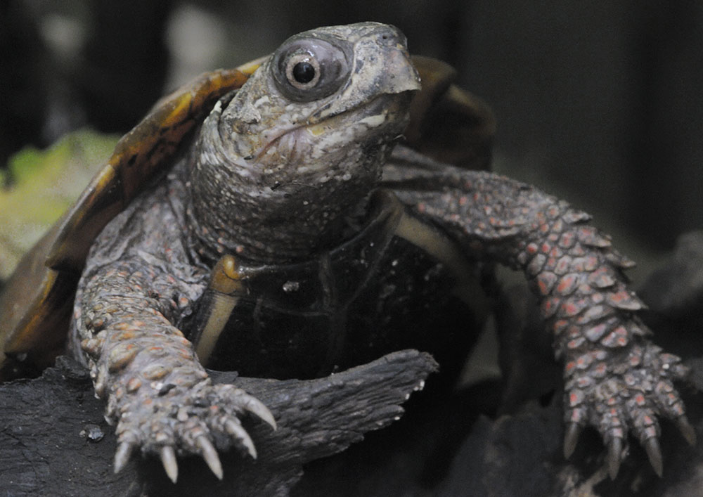 Black-breasted leaf turtle