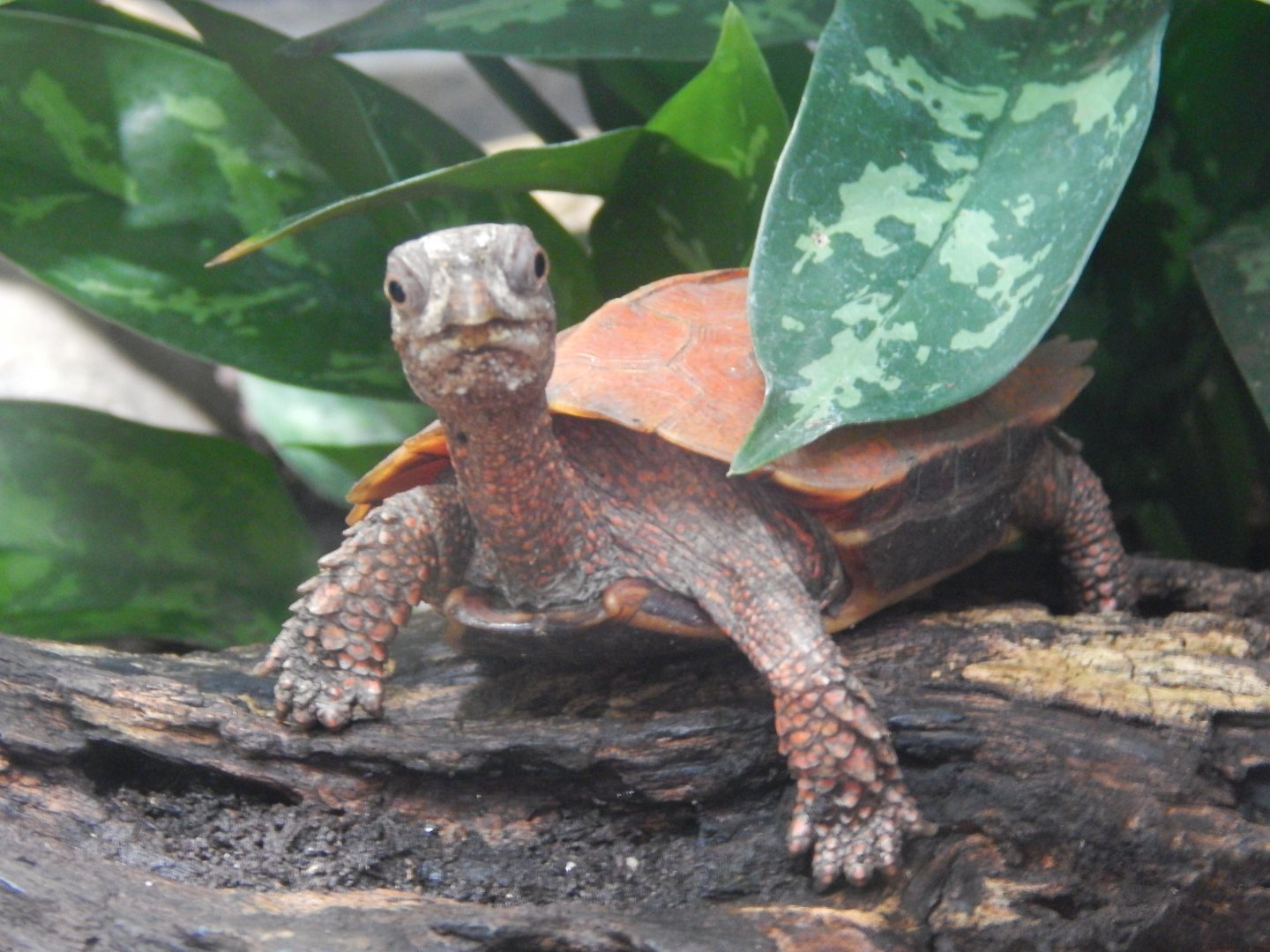Black-breasted Leaf Turtle