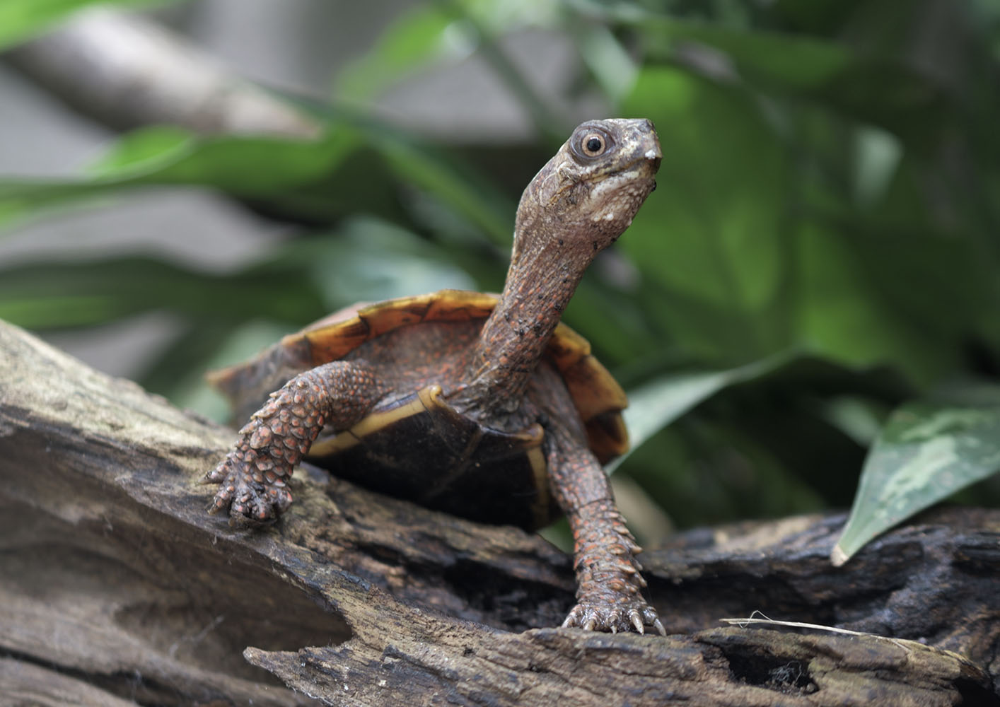 Black-breasted leaf turtle