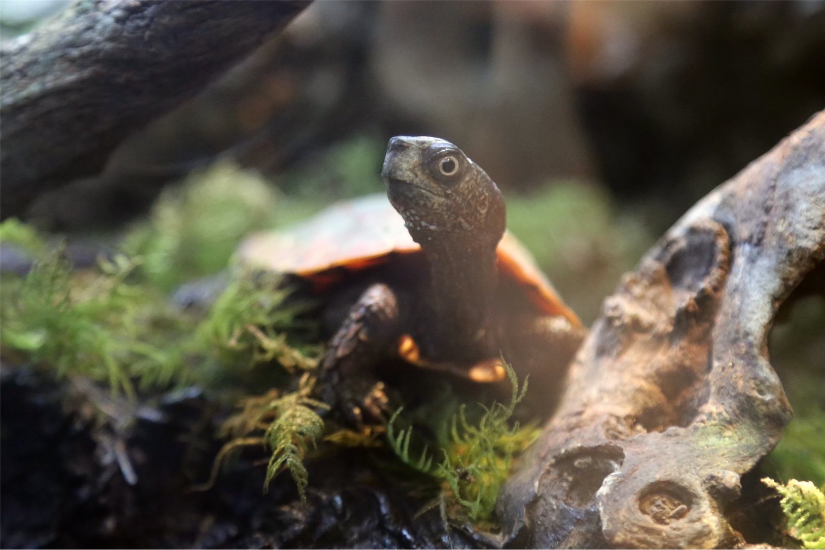 Black-breasted leaf turtle
