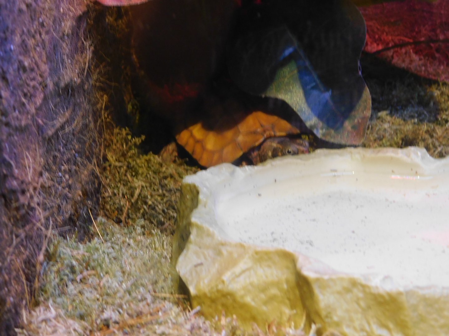 Black Breasted Leaf Turtle