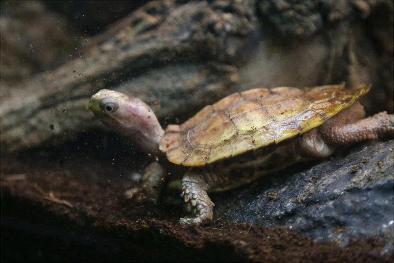 Black-breasted leaf turtle
