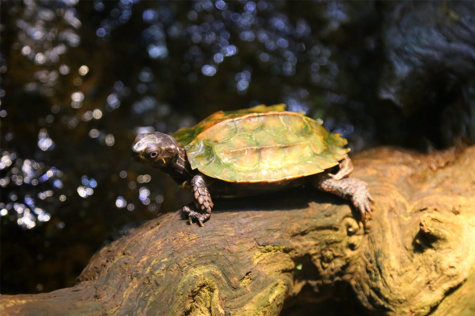 Black-breasted leaf turtle