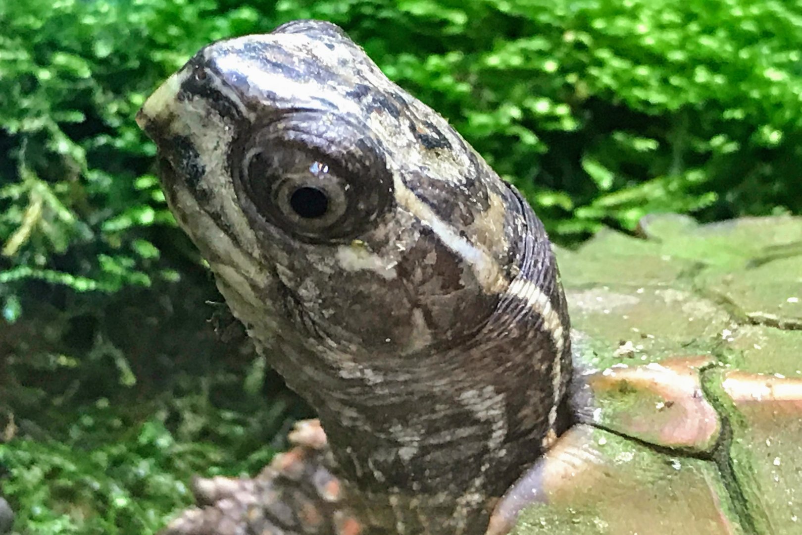 Black-breasted Leaf Turtle