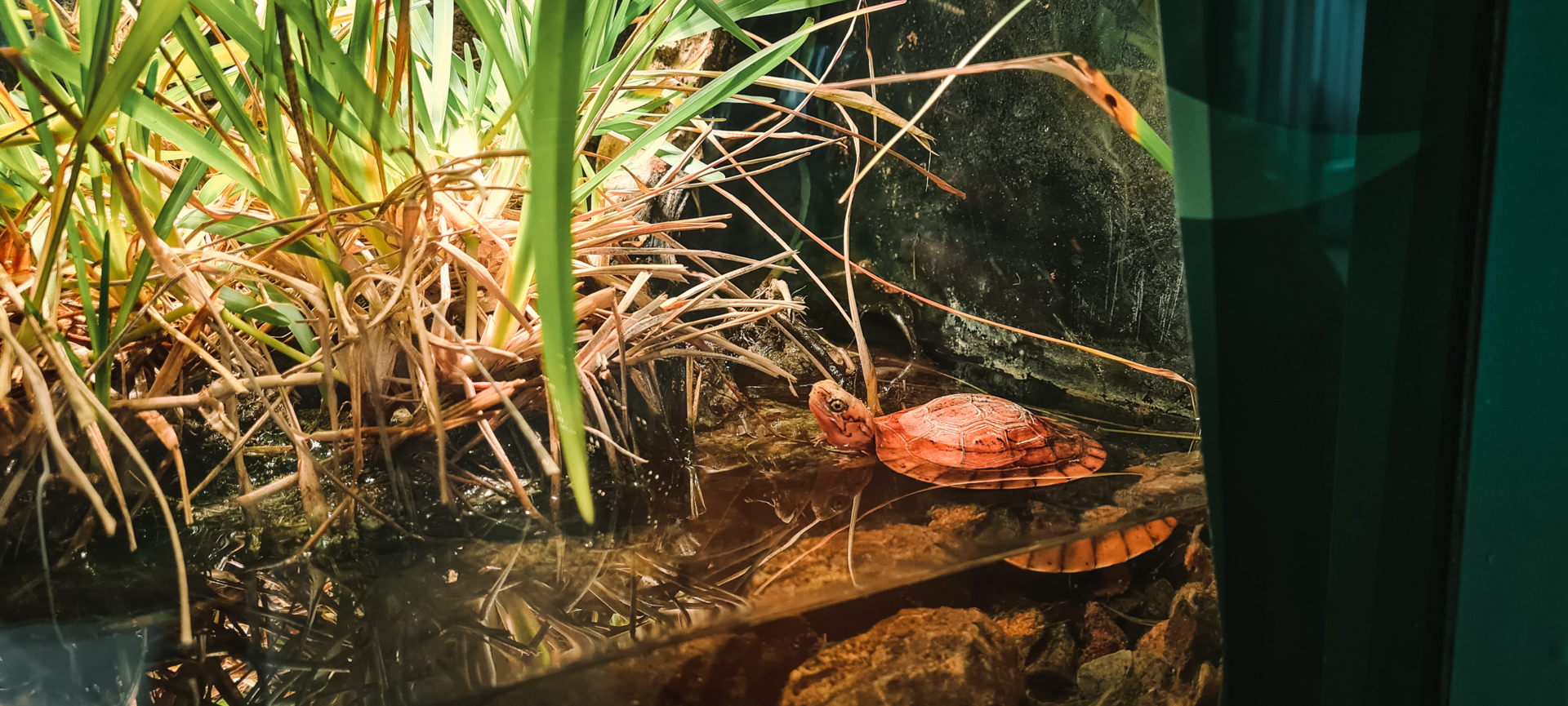 Black-breasted leaf turtle