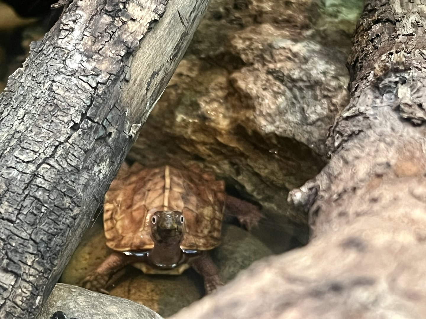 Black-breasted Leaf Turtle