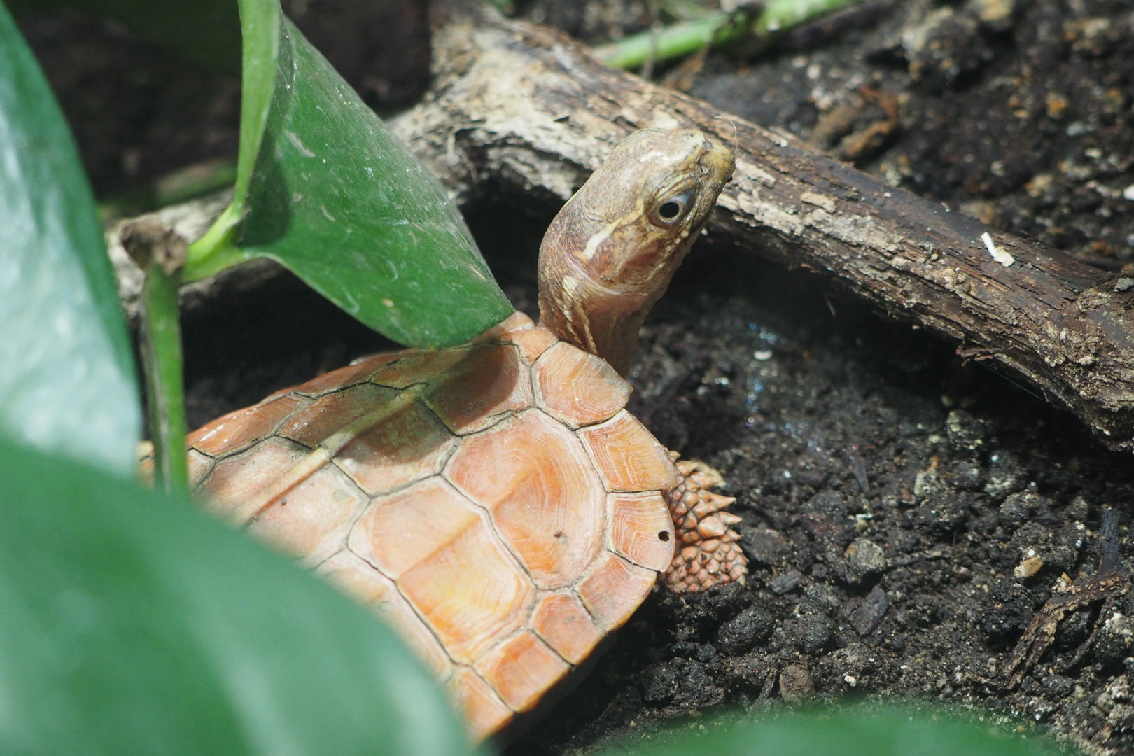Black-Breasted Leaf Turtle