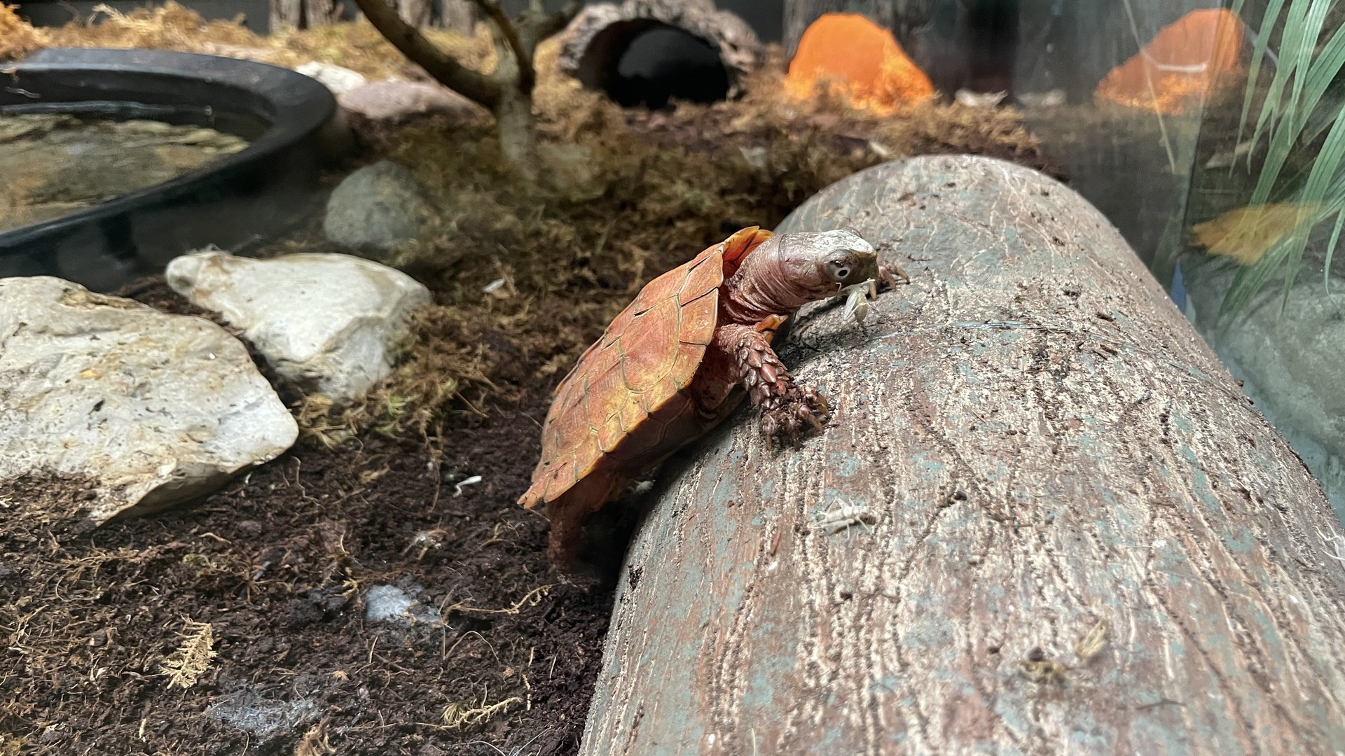 Black-breasted leaf turtle