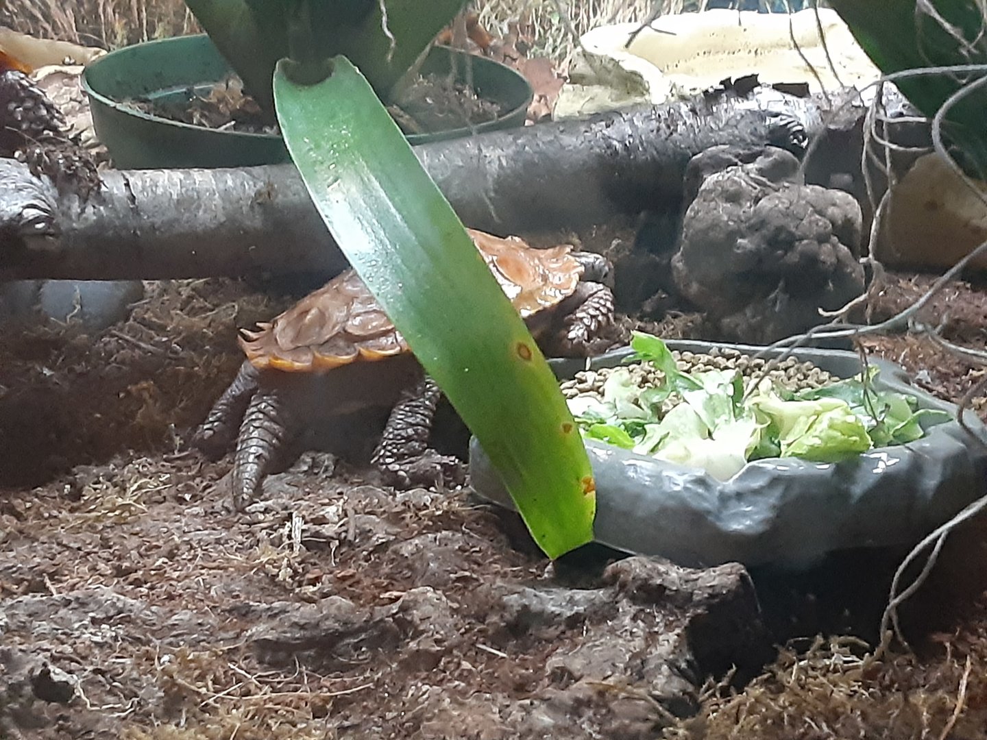 Black-Breasted Leaf Turtle
