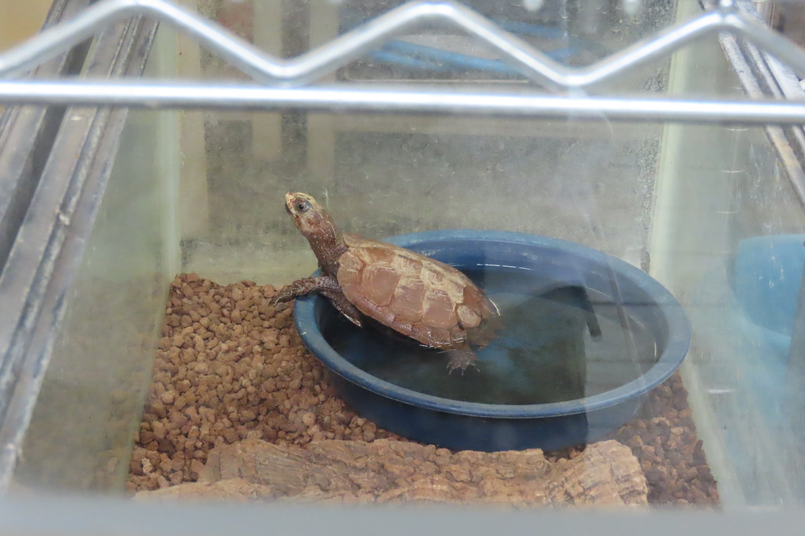 Black breasted leaf turtle