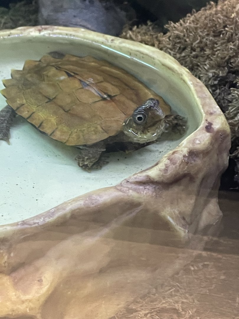 Black Breasted Leaf Turtle?