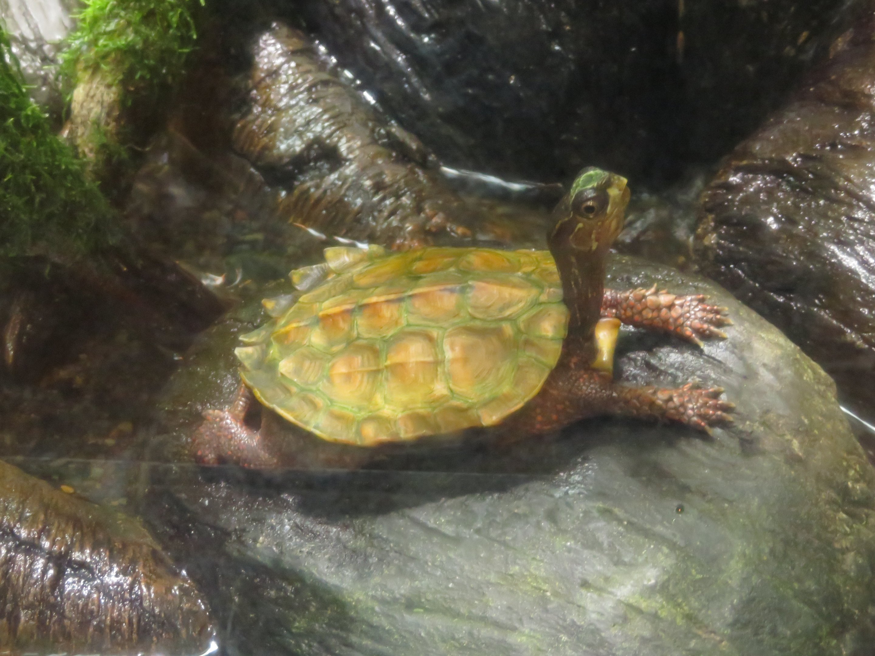 Black-breasted Leaf Turtle