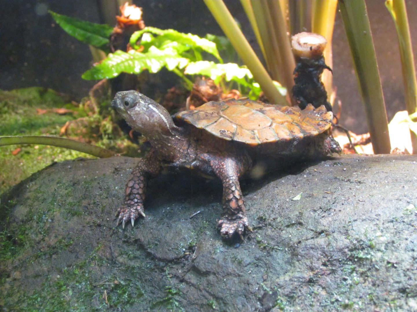 Black-breasted Leaf Turtle