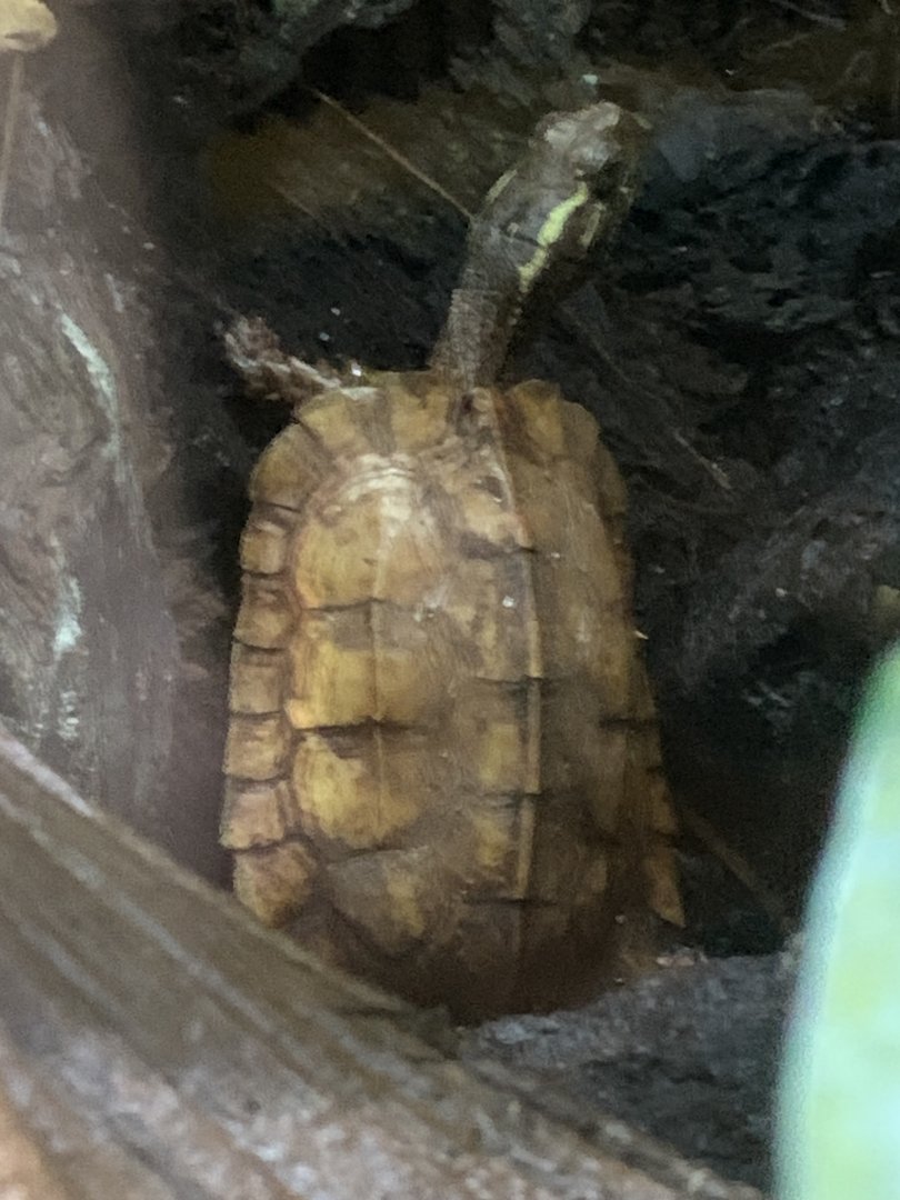 Black-breasted leaf turtle