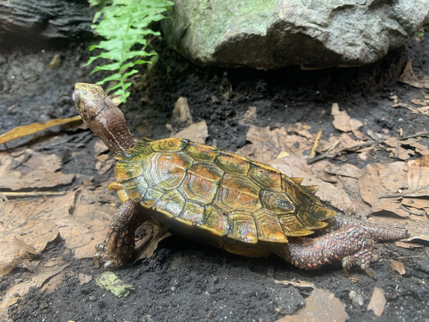 Black-breasted leaf turtle