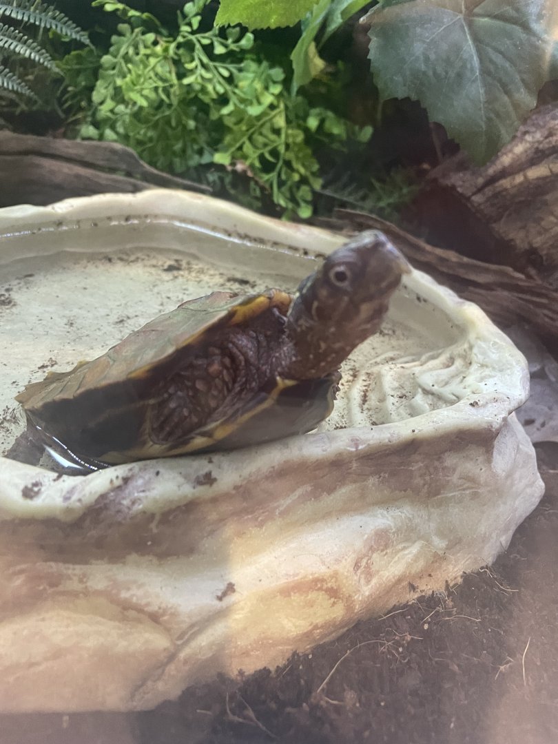 Black-Breasted Leaf Turtle
