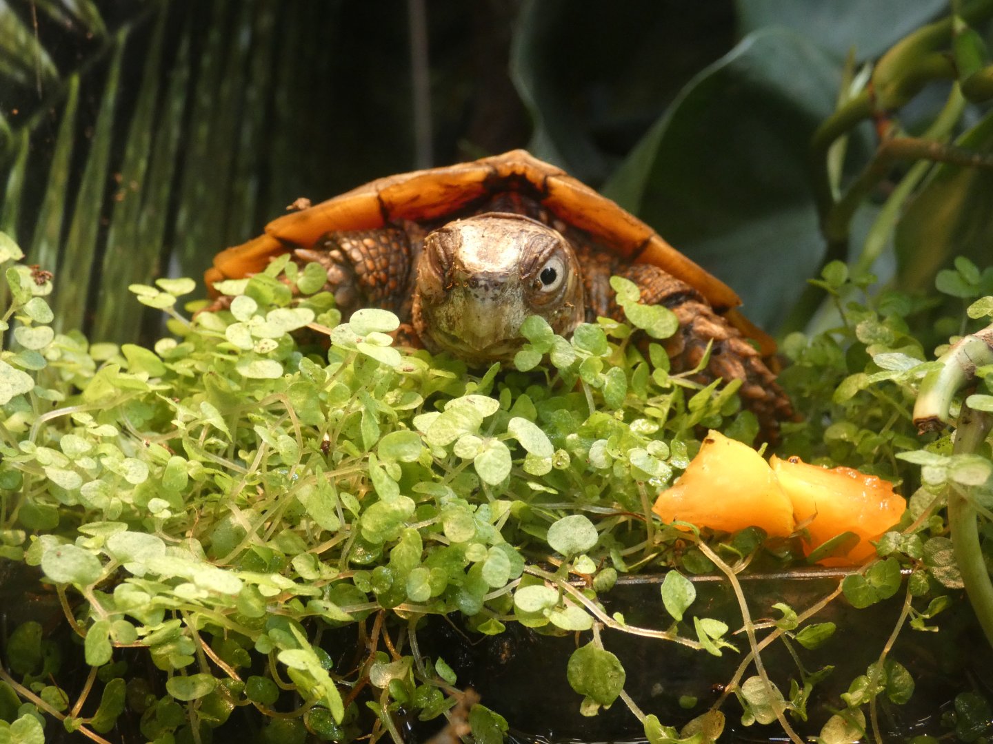 Black-breasted leaf turtle
