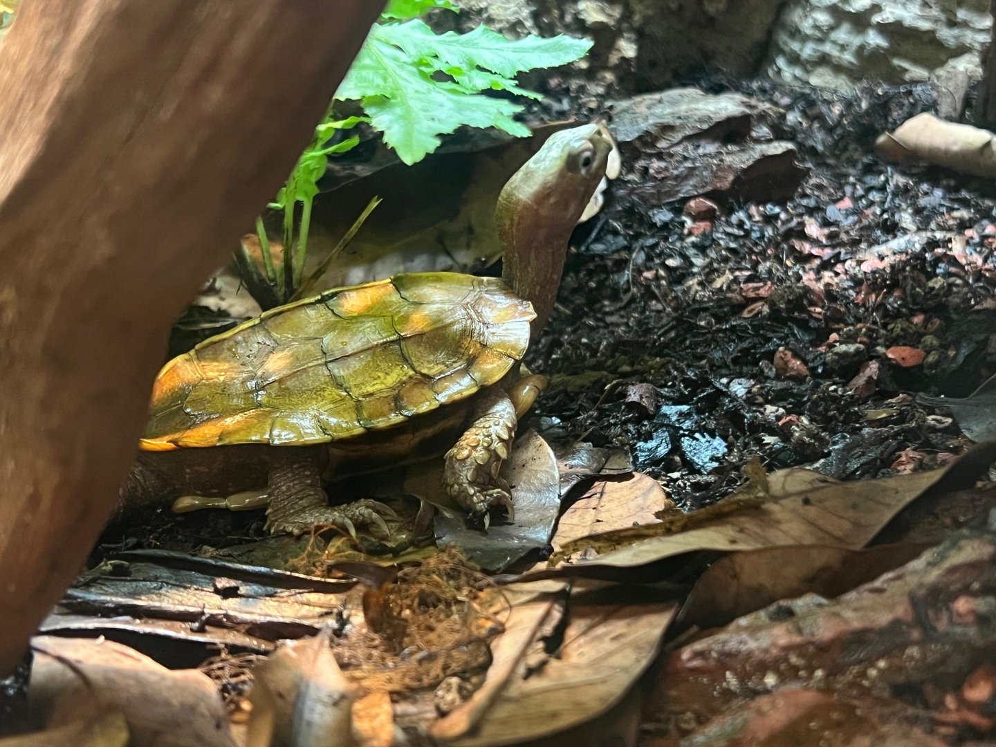 Black-breasted Leaf Turtle