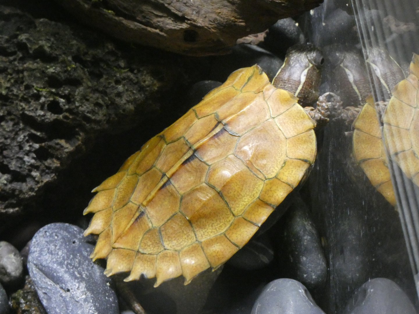 Black-breasted leaf turtle