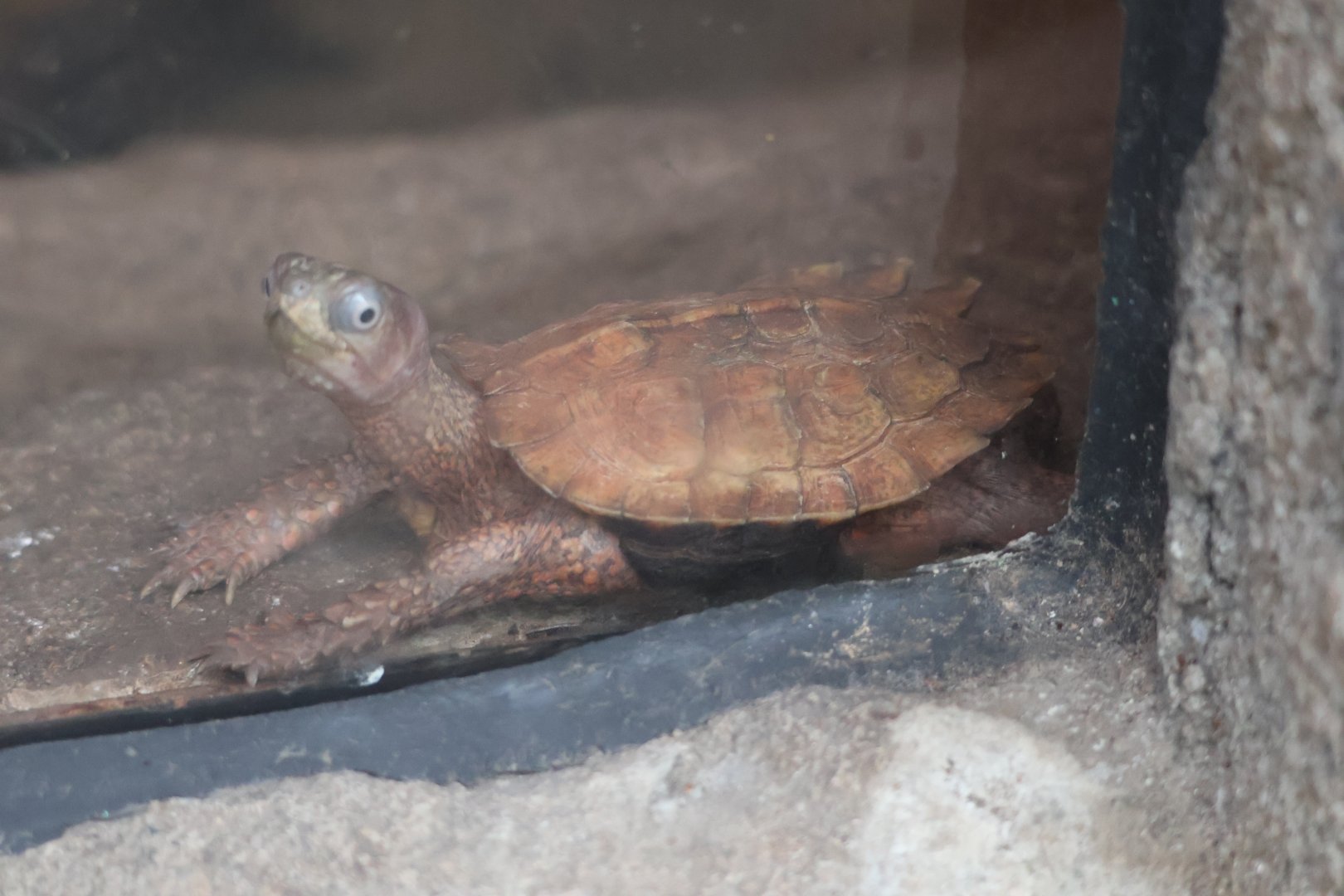 Black breasted leaf turtle