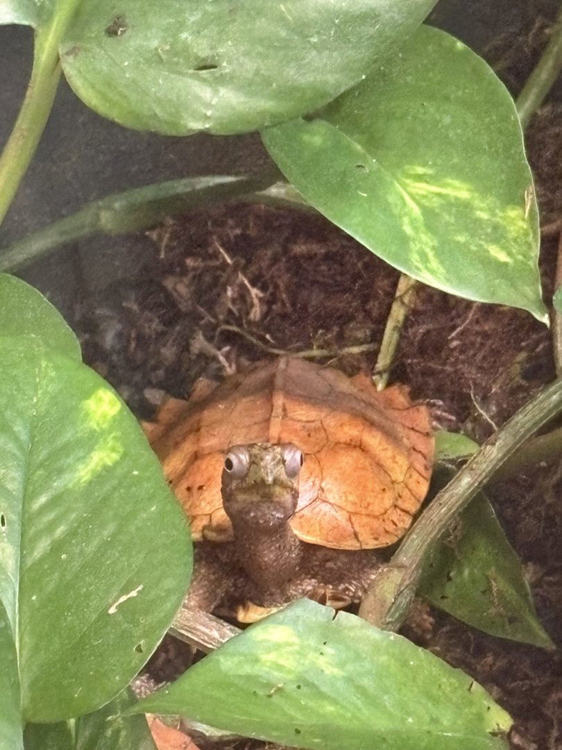 Black-breasted Leaf Turtle