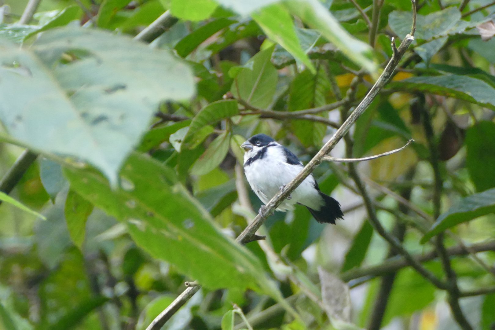 Black-breasted Seedeater