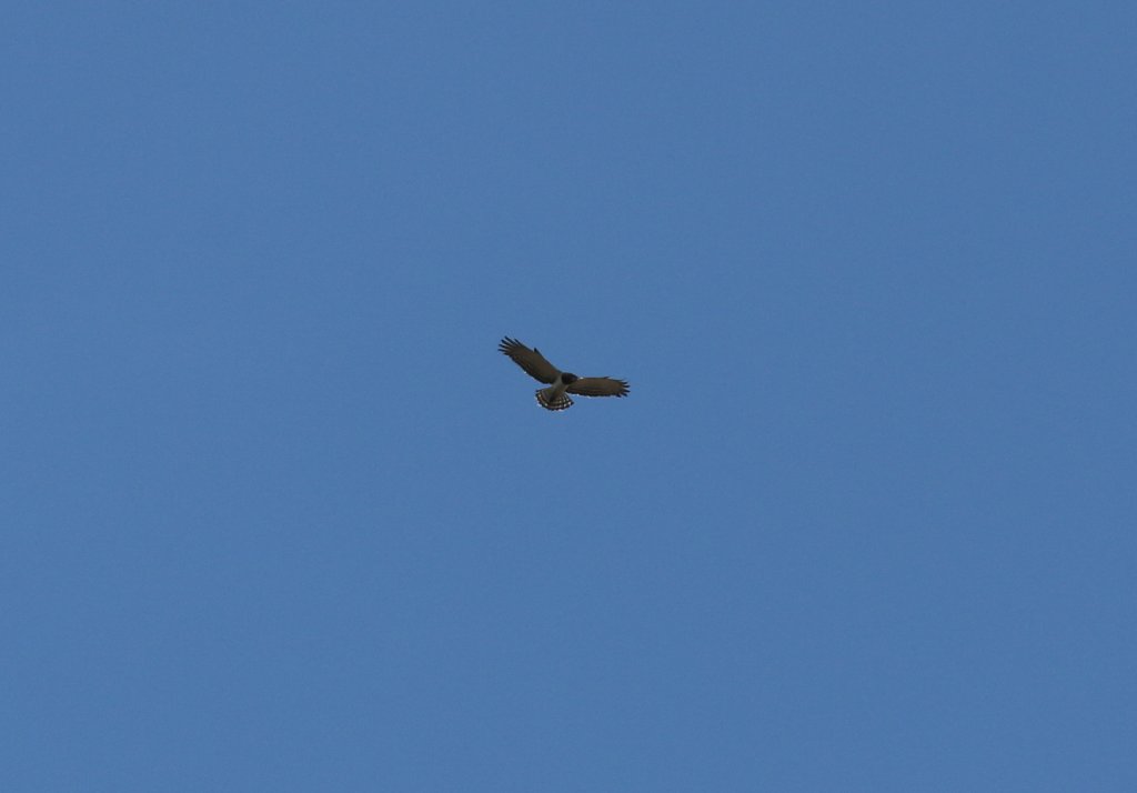Black-breasted Snake-eagle