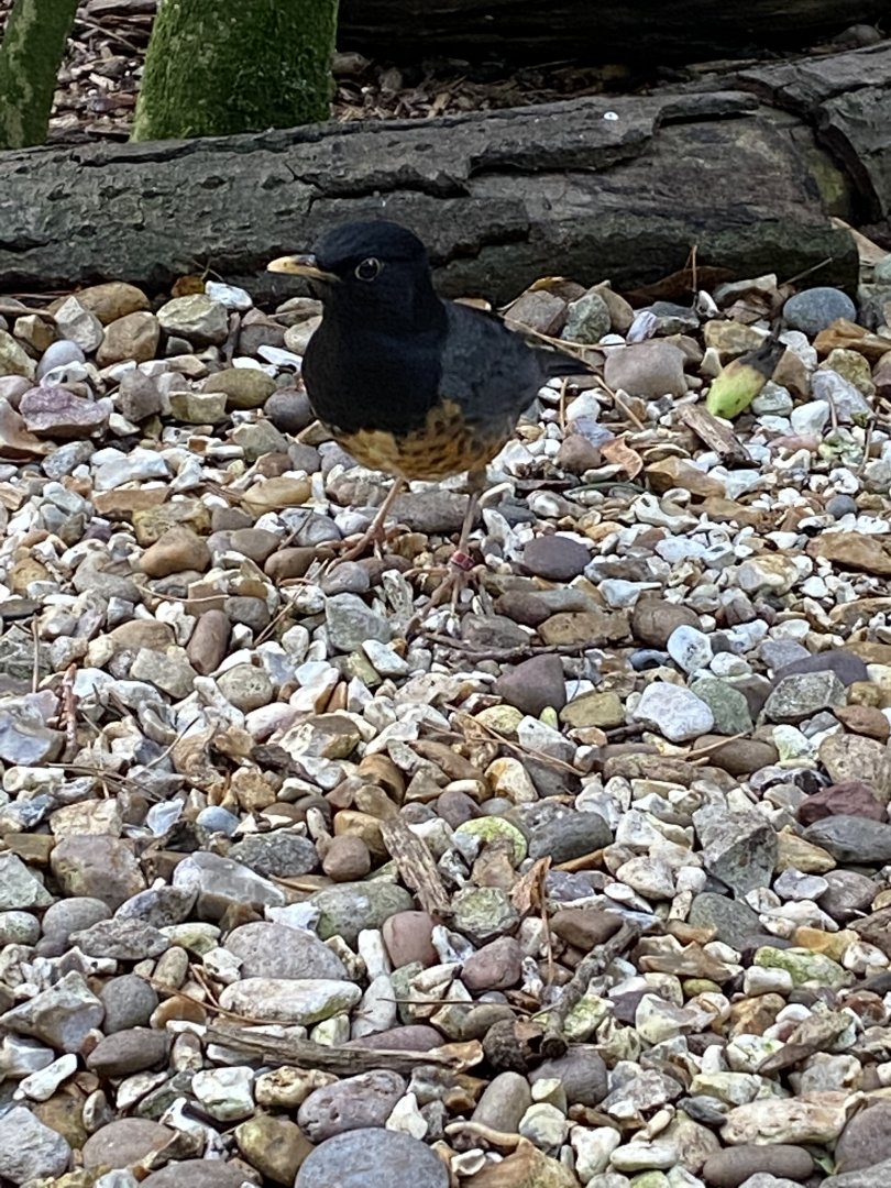 Black-breasted thrush 061121